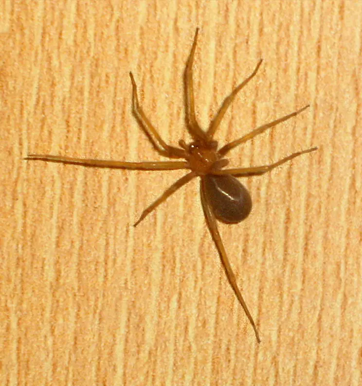 Araña de rincón café, de patas largas, sobre una superficie de madera