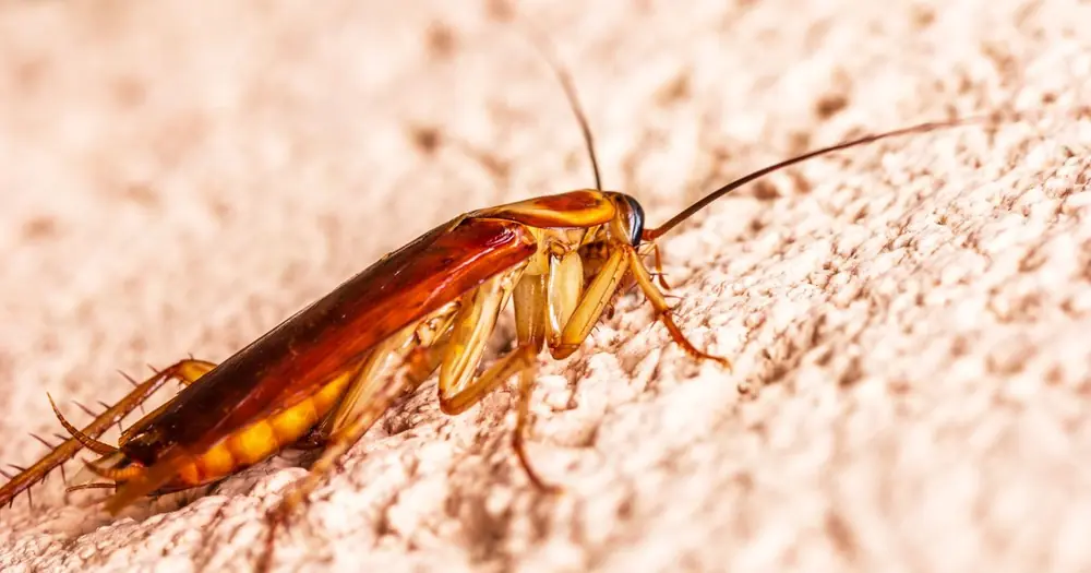 Cucaracha café rojiza sobre un muro claro