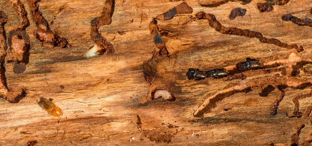 Galerías de insectos en una madera