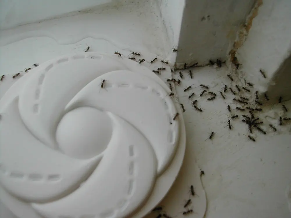 Hormigas entrando a un cebo junto a un muro