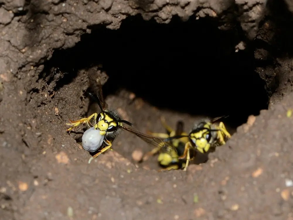 Avispas chaqueta amarilla entrando a un nido bajo tierra