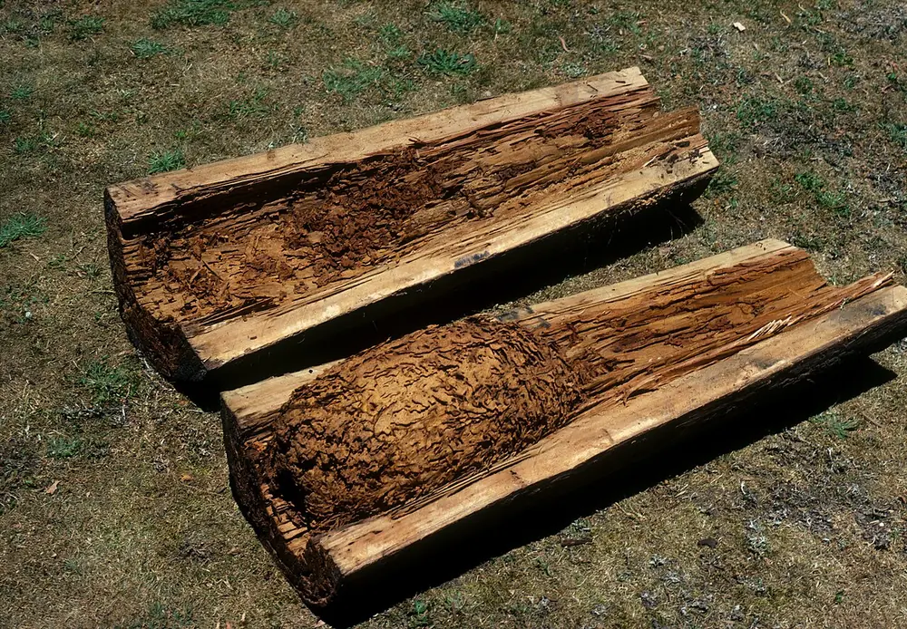 Poste de madera abierto con su interior carcomido por termitas