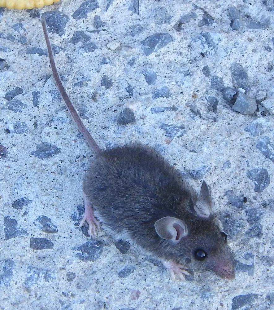 Ratón doméstico gris sobre una superficie de piedra
