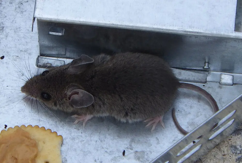 Ratón junto a una trampa metálica de captura múltiple