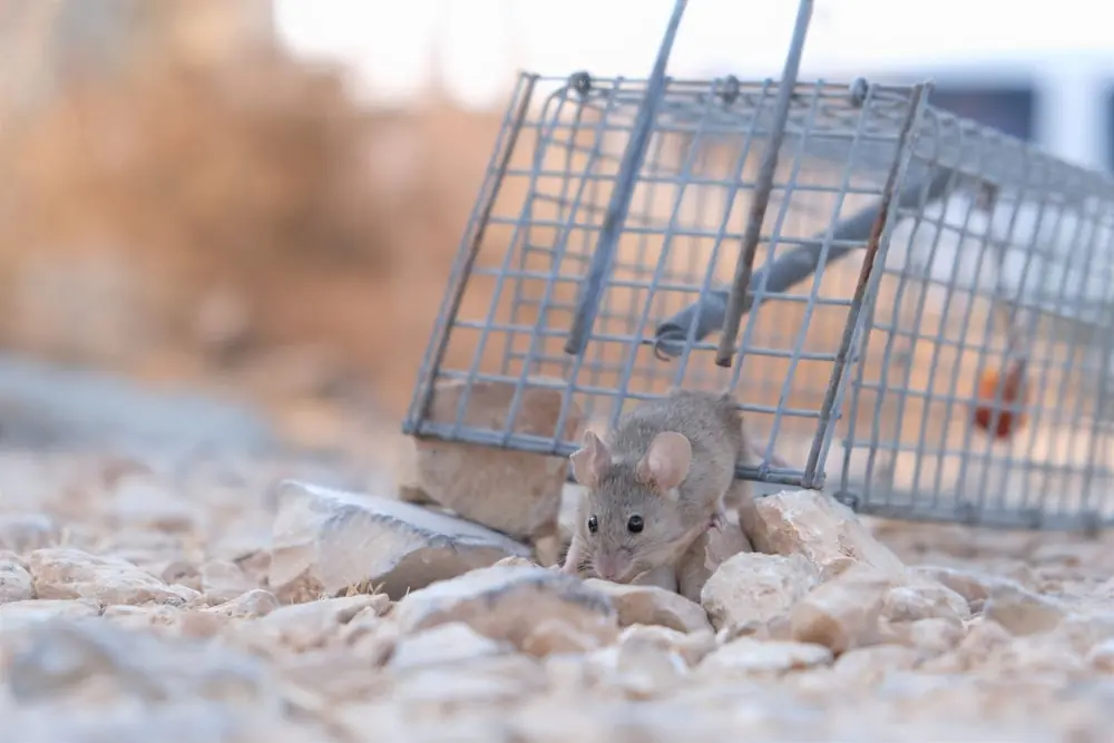 Ratón junto a una trampa jaula metálica