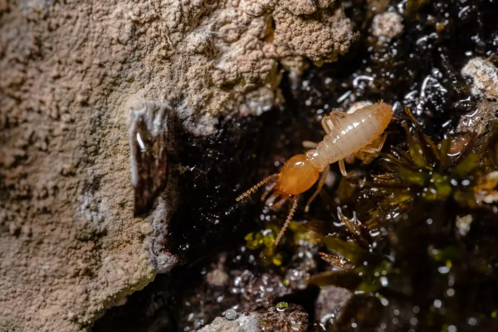 Termita obrera clara sobre tierra húmeda